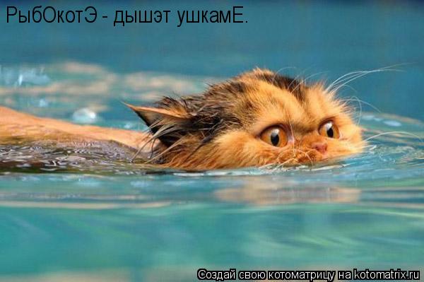 Котоматрица: РыбОкотЭ - дышэт ушкамЕ.