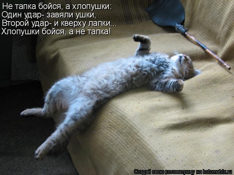 Не тапка бойся, а хлопушки: Один удар- завяли ушки, Второй удар- и кверху лапки... Хлопушки бойся, а ... Котоматрица: Не тапка бойся, а хлопушки: Один удар- завяли ушки, Второй удар- и кверху лапки... Хлопушки бойся, а не тапка!