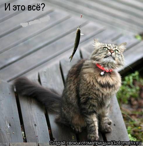 Котоматрица: Ты меня уважаеш? И это всё?