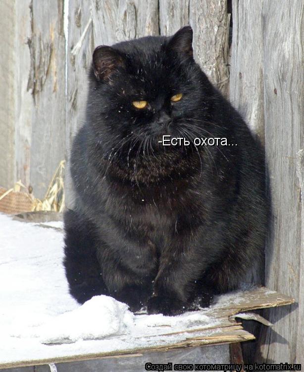 Котоматрица: -Есть охота...