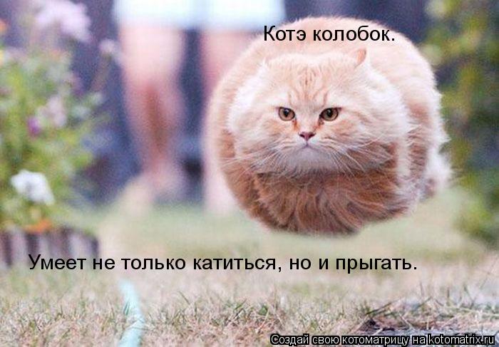 Котоматрица: Котэ колобок. Умеет не только катиться, но и прыгать.