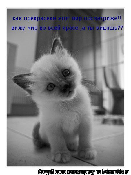Котоматрица: как прекрасекн этот мир посматриже!! вижу мир во всей красе ,а ты видишь??