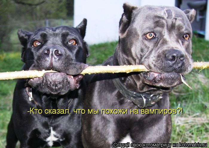Котоматрица: -Кто сказал, что мы похожи на вампиров?!