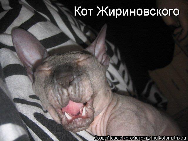 Котоматрица: Кот Жириновского
