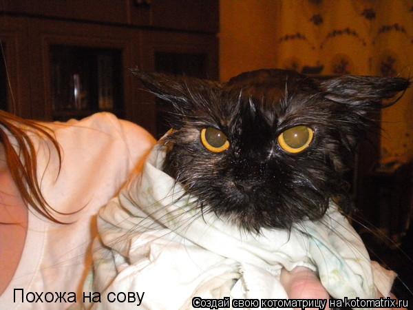 Котоматрица: Похожа на сову