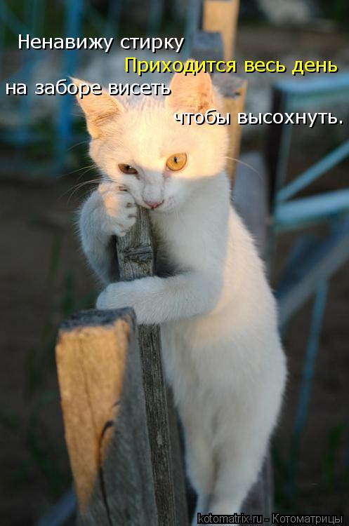 Котоматрица: Ненавижу стирку Ненавижу стирку Приходится весь день на заборе висеть чтобы высохнуть.