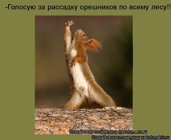 Котоматрица: -Голосую за рассадку орешников по всему лесу!!!