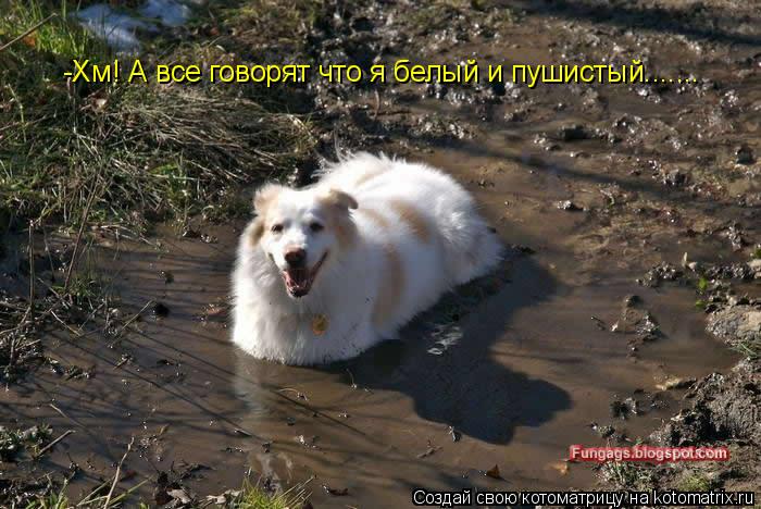 Котоматрица: -Хм! А все говорят что я белый и пушистый.......