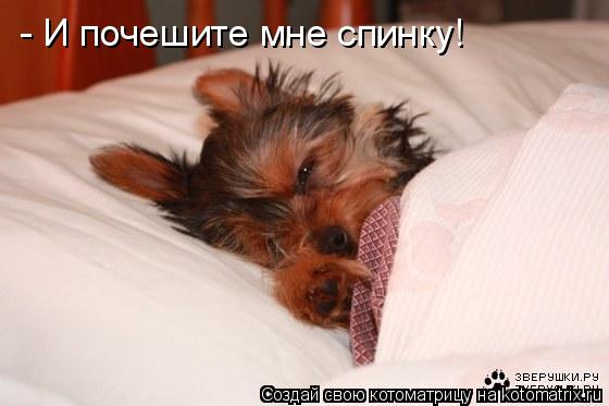 Котоматрица: - И почешите мне спинку!