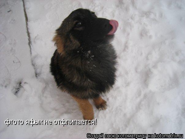 Котоматрица: фтото яфык не отфлипается!