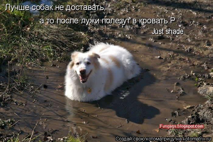 Котоматрица: ЛУчше  Лучше собак не доставать,  а то после лужи полезут в кровать:Р Just shade