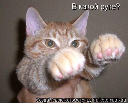 Котоматрица: В какой руке?