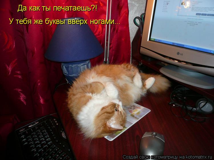 Да как ты печатаешь?! У тебя же буквы вверх ногами...... Котоматрица: Да как ты печатаешь?! У тебя же буквы вверх ногами...
