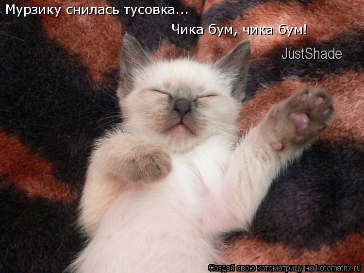 Мурзику снилась тусовка... Чика бум, чика бум! JustShade... Котоматрица: Мурзику снилась тусовка... Чика бум, чика бум! JustShade