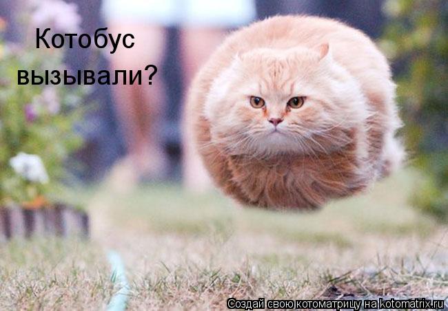 Котобус вызывали?... Котоматрица: Котобус вызывали?