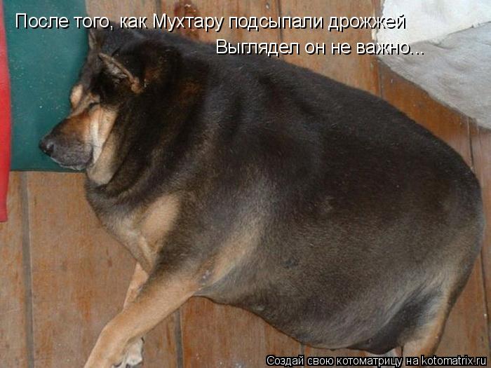 После того, как Мухтару подсыпали дрожжей Выглядел он не важно...... Котоматрица: После того, как Мухтару подсыпали дрожжей Выглядел он не важно...