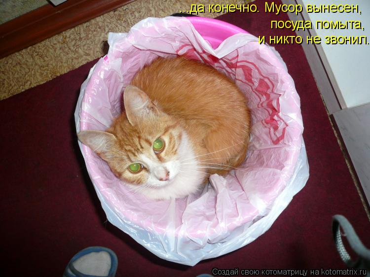 ...да конечно. Мусор вынесен, посуда помыта, и никто не звонил.... Котоматрица: ...да конечно. Мусор вынесен, посуда помыта, и никто не звонил.