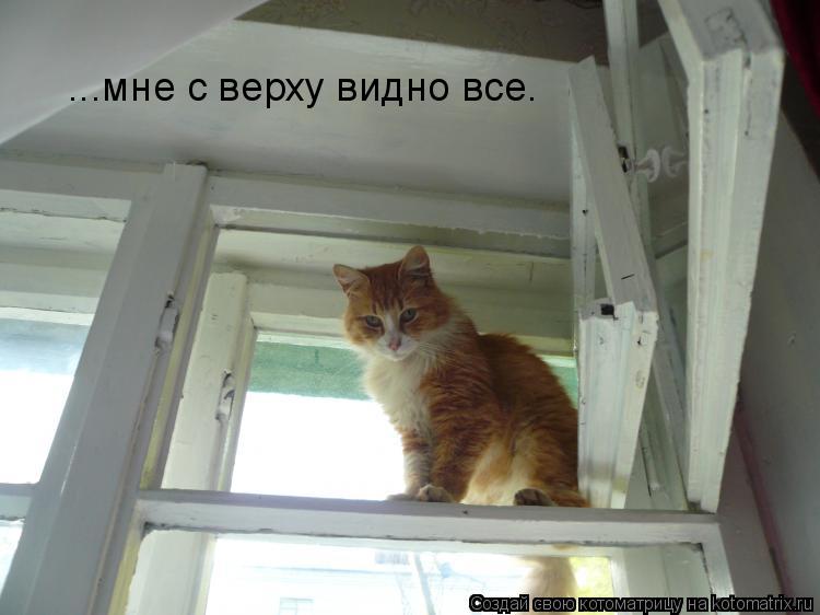 ...мне с верху видно все.... Котоматрица: ...мне с верху видно все.