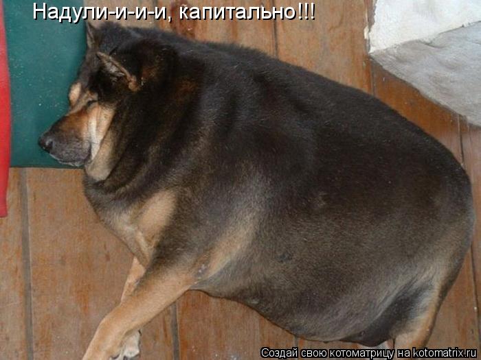 Надули-и-и-и, капитально!!!... Котоматрица: Надули-и-и-и, капитально!!!