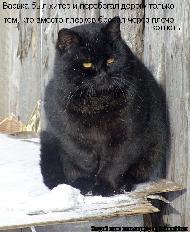 тем, кто вместо плевков бросал через плечо котлеты Васька был хитер и перебегал дорогу только... Котоматрица: тем, кто вместо плевков бросал через плечо котлеты Васька был хитер и перебегал дорогу только