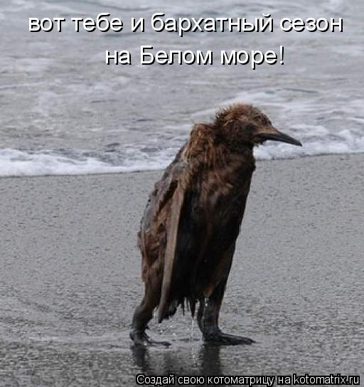 вот тебе и бархатный сезон на Белом море!... Котоматрица: вот тебе и бархатный сезон на Белом море!