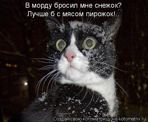 В морду бросил мне снежок? Лучше б с мясом пирожок!..... Котоматрица: В морду бросил мне снежок? Лучше б с мясом пирожок!..