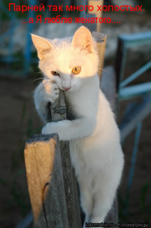 Парней так много холостых. ...а Я люблю женатого....... Котоматрица: Парней так много холостых. ...а Я люблю женатого....