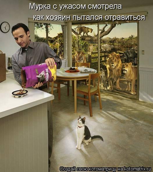 Котоматрица: Мурка с ужасом смотрела как хозяин пытался отравиться