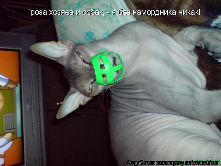 Гроза хозяев и собак, - я без намордника никак!... Котоматрица: Гроза хозяев и собак, - я без намордника никак!