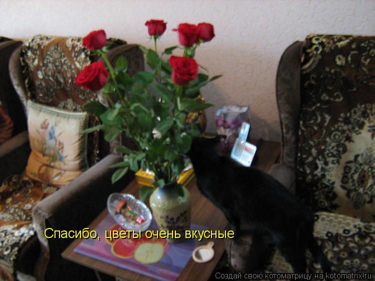 Спасибо, цветы очень вкусные... Котоматрица: Спасибо, цветы очень вкусные