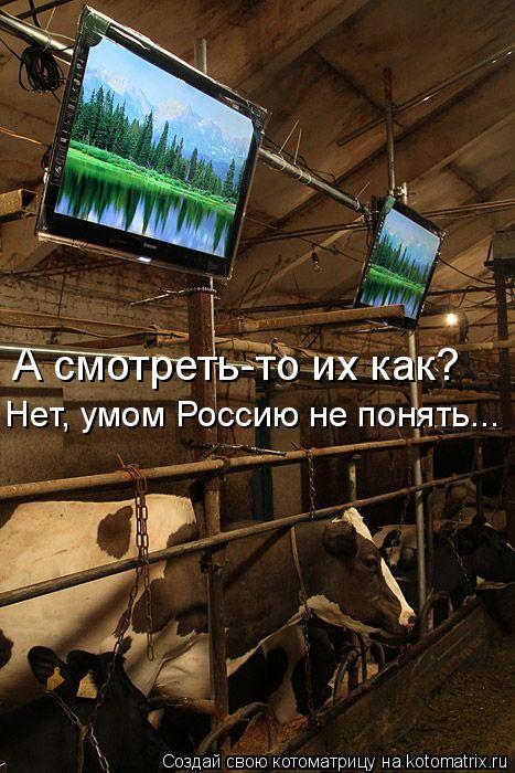 Котоматрица: А смотреть-то их как? Нет, умом Россию не понять...