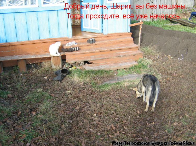 Добрый день, Шарик, вы без машины. Тогда проходите, всё уже началось.... Котоматрица: Добрый день, Шарик, вы без машины. Тогда проходите, всё уже началось.