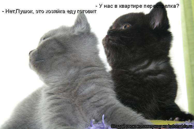 - У нас в квартире перестрелка? - Нет,Пушок, это хозяйка еду готовит... Котоматрица: - У нас в квартире перестрелка? - Нет,Пушок, это хозяйка еду готовит