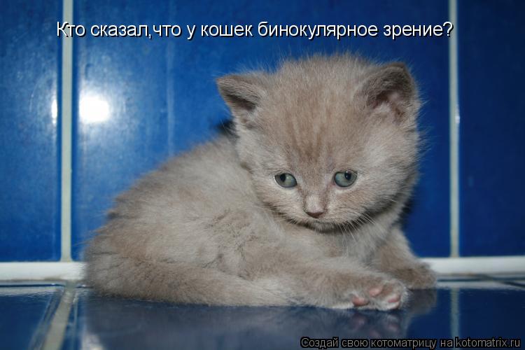 Кто сказал,что у кошек бинокулярное зрение?... Котоматрица: Кто сказал,что у кошек бинокулярное зрение?