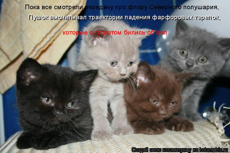 Пока все смотрели передачу про флору Северного полушария, Пушок высчитывал траектории падения фарфоро... Котоматрица: Пока все смотрели передачу про флору Северного полушария, Пушок высчитывал траектории падения фарфоровых тарелок, которые с грохотом били