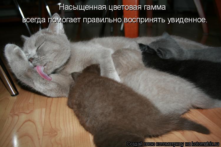 Насыщенная цветовая гамма всегда помогает правильно воспринять увиденное.... Котоматрица: Насыщенная цветовая гамма всегда помогает правильно воспринять увиденное.