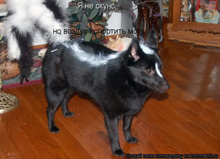 Я не скунс, но воздух испортить могу... Котоматрица: Я не скунс, но воздух испортить могу