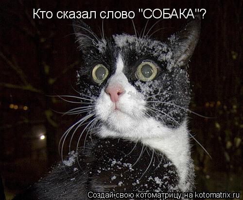 Кто сказал слово "СОБАКА"?... Котоматрица: Кто сказал слово "СОБАКА"?