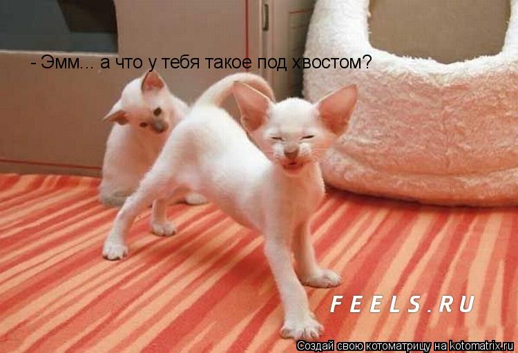 - Эмм... а что у тебя такое под хвостом?... Котоматрица: - Эмм... а что у тебя такое под хвостом?