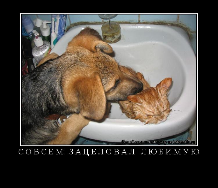 совсем зацеловал любимую ... Котоматрица: совсем зацеловал любимую