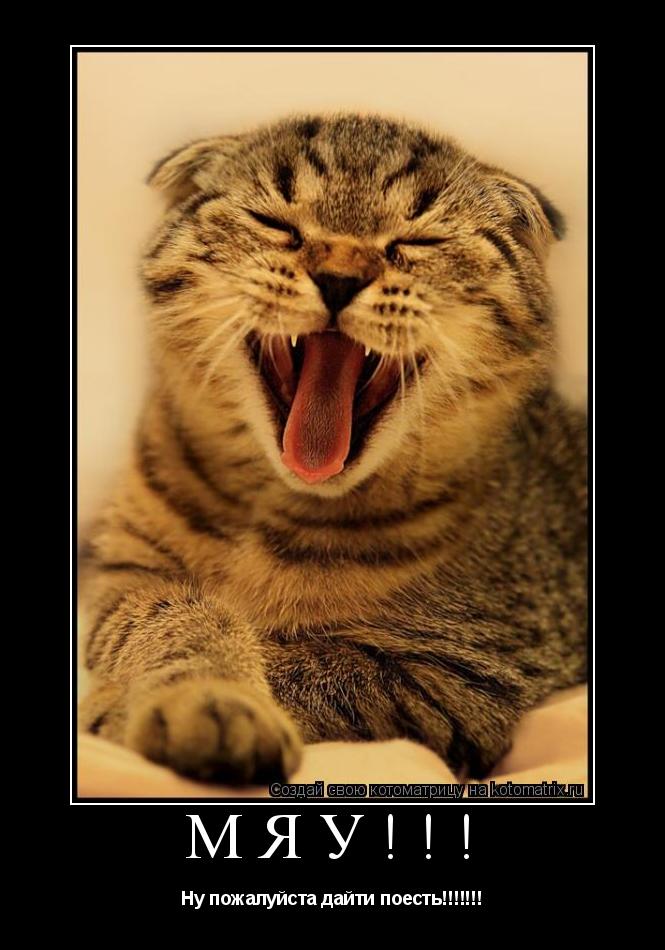 Котоматрица: Мяу!!! Ну пожалуйста дайти поесть!!!!!!!