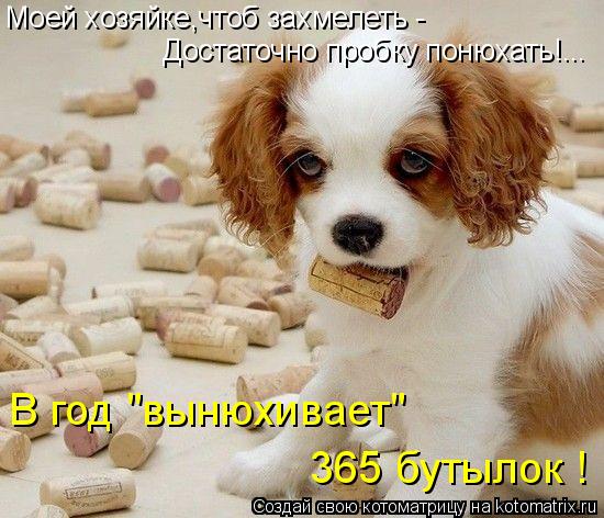 Моей хозяйке,чтоб захмелеть - Достаточно пробку понюхать!... В год "вынюхивает" 365 бутылок !... Котоматрица: Моей хозяйке,чтоб захмелеть - Достаточно пробку понюхать!... В год "вынюхивает" 365 бутылок !