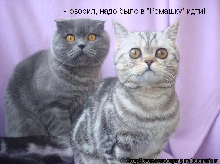 Котоматрица: -Говорил, надо было в "Ромашку" идти!