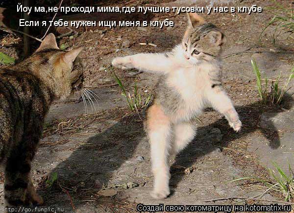 Котоматрица: Йоу ма,не проходи мима,где лучшие тусовки у нас в клубе Если я тебе нужен ищи меня в клубе