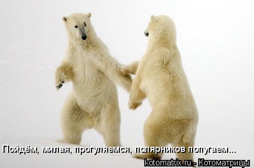 Котоматрица: Пойдём, милая, прогуляемся, полярников попугаем...