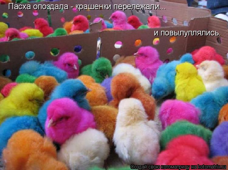 Котоматрица: Пасха опоздала - крашенки перележали... и повылуплялись.