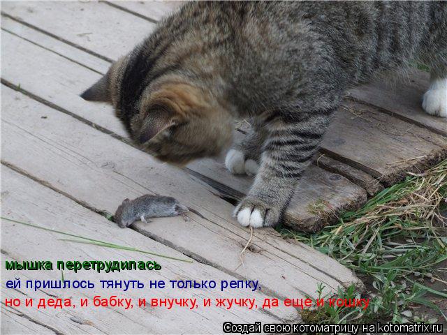 Котоматрица: мышка перетрудилась ей пришлось тянуть не только репку, но и деда, и бабку, и внучку, и жучку, да еще и кошку