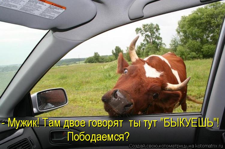 Котоматрица: - Мужик! Там двое говорят  ты тут "БЫКУЕШЬ"! Пободаемся?