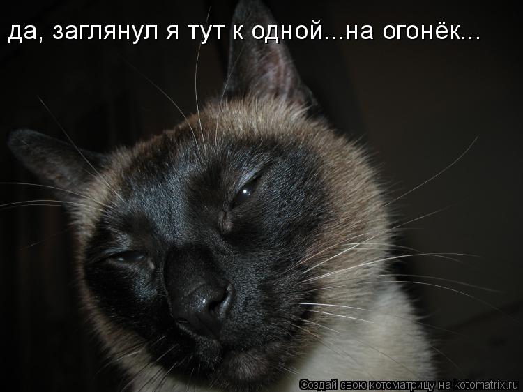 да, заглянул я тут к одной...на огонёк...... Котоматрица: да, заглянул я тут к одной...на огонёк...