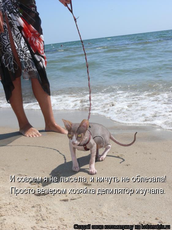 Котоматрица: И совсем я не лысела, и ничуть не облезала! Просто вечером хозяйка депилятор изучала.